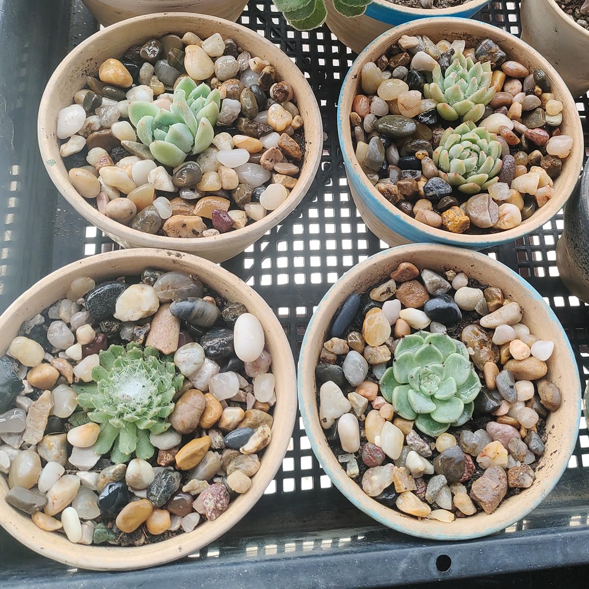10LB Decorative River Rocks Gravel -2/5" Mixed Color Gravel for Vase Filling, Flower Pot Paving. Gravel for Garden Decoration,Landscaping,Aquarium Aquascape Gravel, Fish Tanks Gravel(8-12MM)